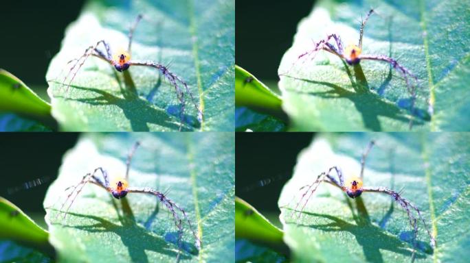 跳跃蜘蛛的特写昆虫野生动物生物