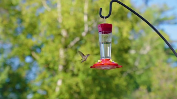 蜂鸟以超慢动作在糖水喂食器中喝水，然后飞入树木