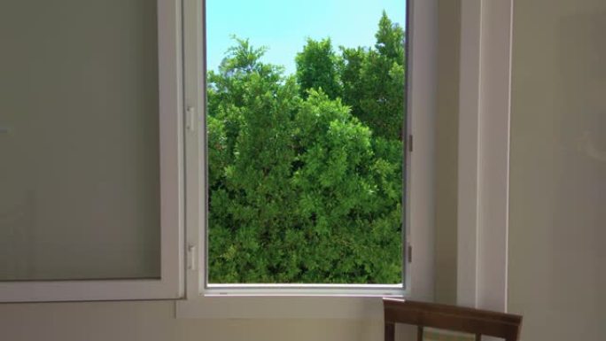 从窗口看绿树
