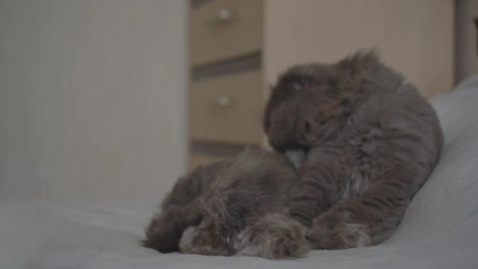 苏格兰折叠猫正在洗舌头。开心，舔他的爪子。宠物在床上的房间里休息。快乐可爱的宠物和呆在家里的概念。晨
