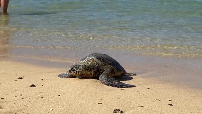 绿海龟在沙滩上晒太阳