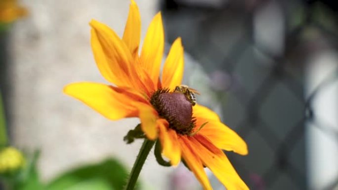 在阳光明媚的夏日里，小努力工作的蜜蜂在花园里采集黄色红花花粉的慢动作微距拍摄。