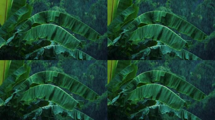 雨季雨水落在绿色香蕉叶上