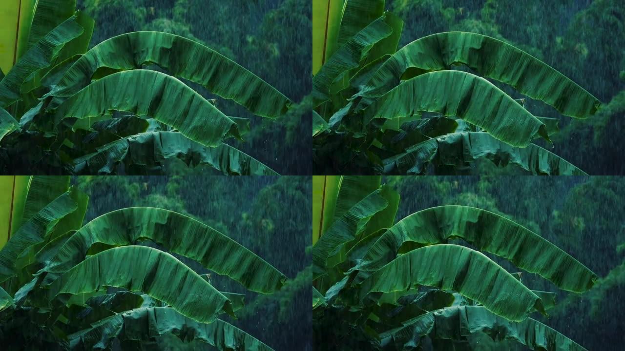 雨季雨水落在绿色香蕉叶上