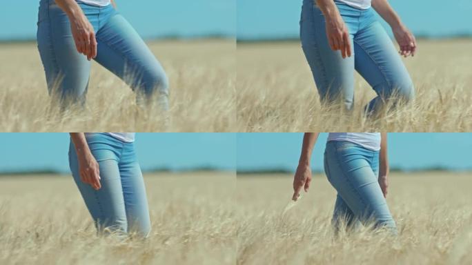 特写，一个穿着牛仔裤的女人走在麦田里，金色的耳朵。女人的脚在麦穗中行走，这是一道美丽的风景。4k，普