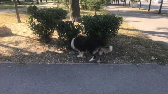 老瘸腿狗在城市的街道上徘徊