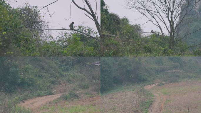 在大山里偶遇野生猕猴