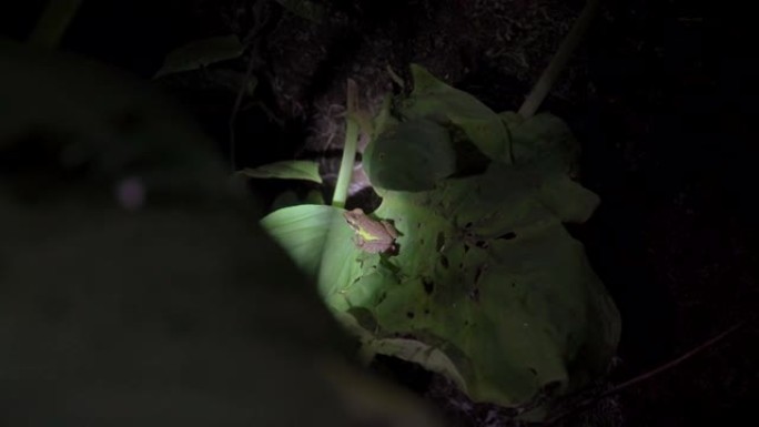 叶子上的马来亚白唇蛙 (Chalcorana labialis)。马来西亚国家公园 (Gunung 