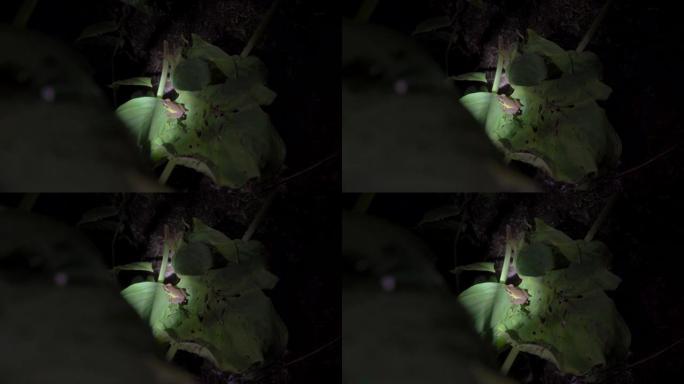 叶子上的马来亚白唇蛙 (Chalcorana labialis)。马来西亚国家公园 (Gunung 