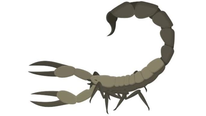 天蝎座。蝎子昆虫的动画。卡通