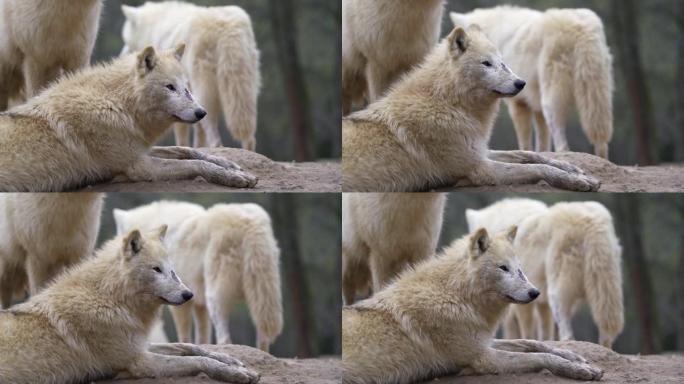 北极狼 (Canis lupus arctos)，又称白狼或极地狼