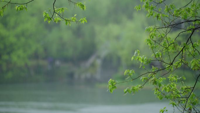 春天杭州乌龟潭阴雨天植物绿色自然