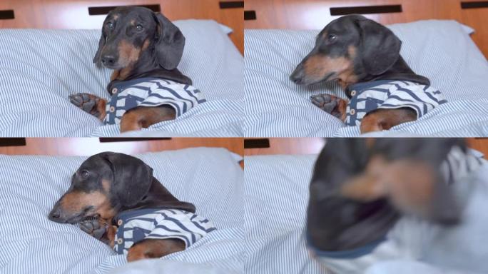 穿着条纹睡衣的可爱的腊肠狗要小睡一会儿，躺在毯子下，把头放在枕头上，突然有人叫宠物，它不得不起床去检