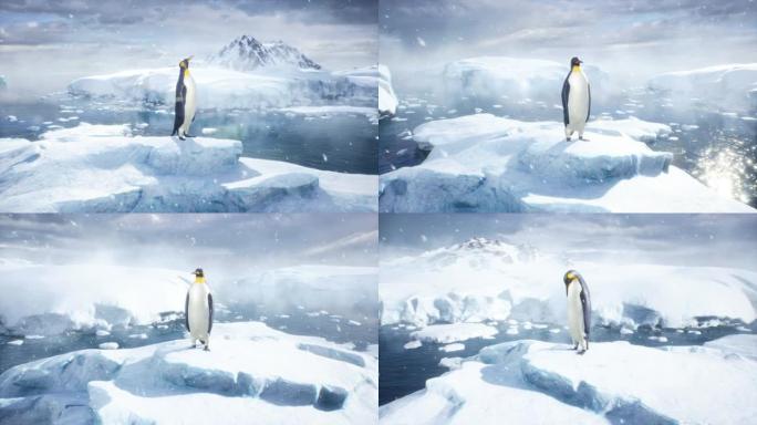 帝企鹅站在冰山中间，欣赏冰冷的冬季海洋。冬季自然条件下巨大的高冰川。该动画非常适合自然和动物背景。