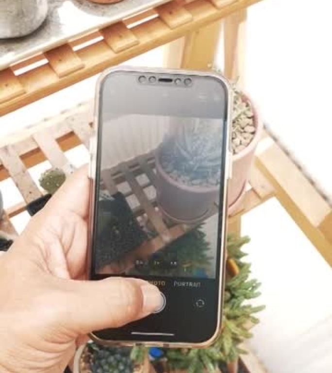 用智能手机拍摄仙人掌树