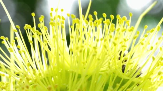 在黄花上收集花粉的蜜蜂。蜜蜂在模糊的背景中飞过黄花。