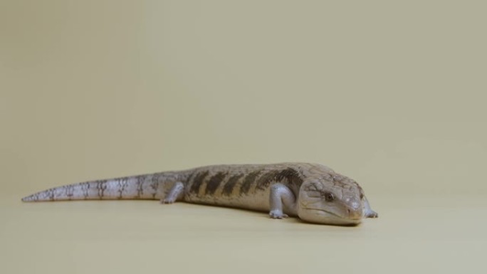 东部蓝舌蜥蜴Tiliqua scincoides在米色背景上伸出舌头。动物的工作室拍摄。可触摸动物园