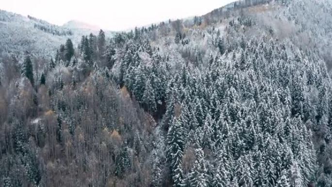 山上生长的冬季针叶林
