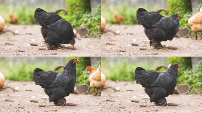 母鸡以传统的农村bar为食。谷仓院子里的鸡肉特写。散养家禽养殖概念。