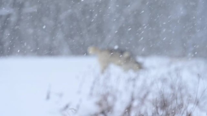 嬉戏开朗的哈士奇在雪地上跳跃奔跑，这是一只快乐的狗的冬季散步。