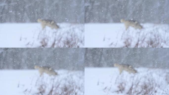 嬉戏开朗的哈士奇在雪地上跳跃奔跑，这是一只快乐的狗的冬季散步。