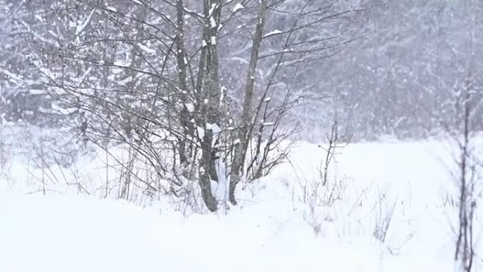 西伯利亚哈士奇，像独狼掠食者一样在树林中行走，冬季和冬季动物狩猎。