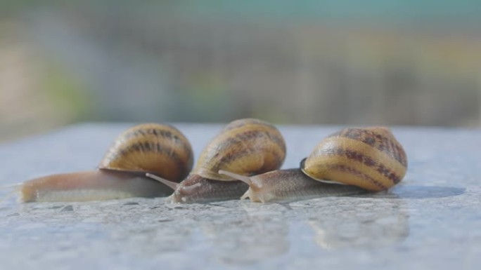 蜗牛特写。许多蜗牛闭上了嘴。在农场饲养蜗牛螺旋aspersa最大值