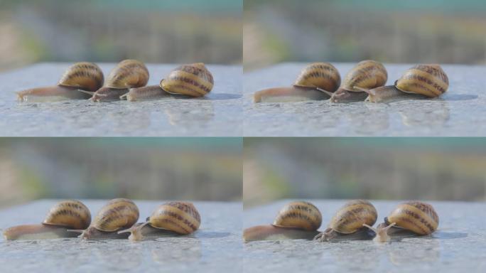 蜗牛特写。许多蜗牛闭上了嘴。在农场饲养蜗牛螺旋aspersa最大值