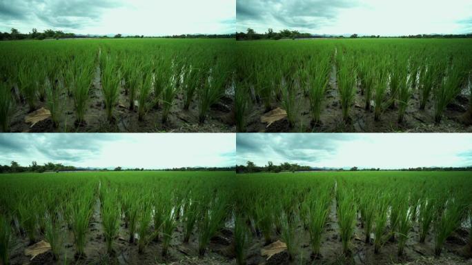 稻田的慢动作绿色背景