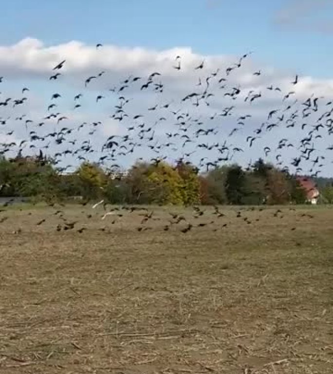 一群鸟飞过田野。