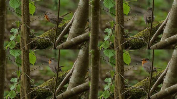 欧洲罗宾 (Erithacus rubecula) 鸟在春天，白俄罗斯