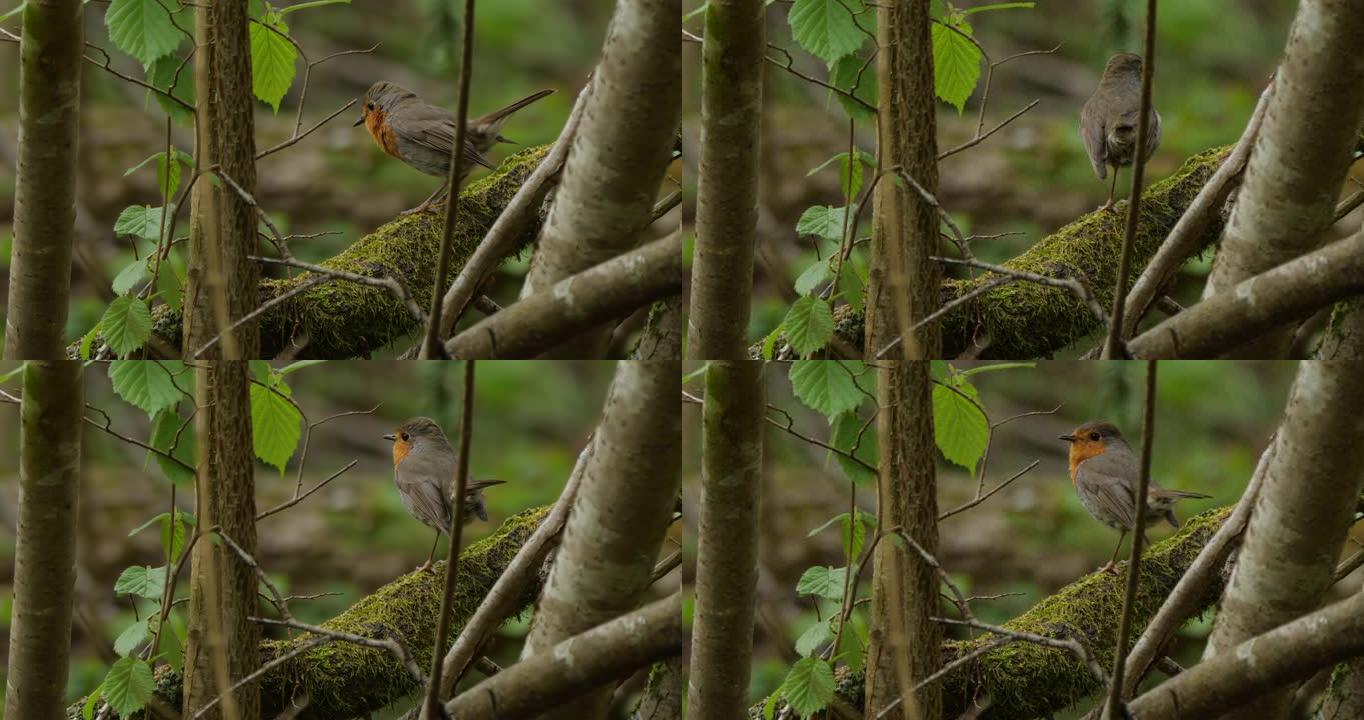欧洲罗宾 (Erithacus rubecula) 鸟在春天，白俄罗斯
