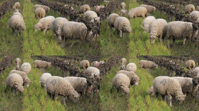 家养绵羊 (merinos d Arles)，在法国Occitanie的葡萄园中放牧