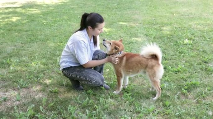 赤芝犬与主人在夏季公园散步