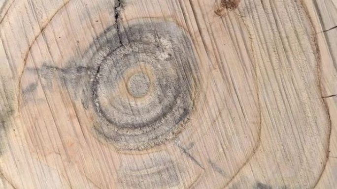 果树的木质表面，树木砍伐或树桩的旋转，作为迷幻圈的特写