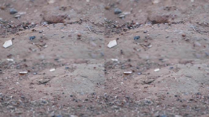 蚁群，沙堆上的近景蚁群，2版