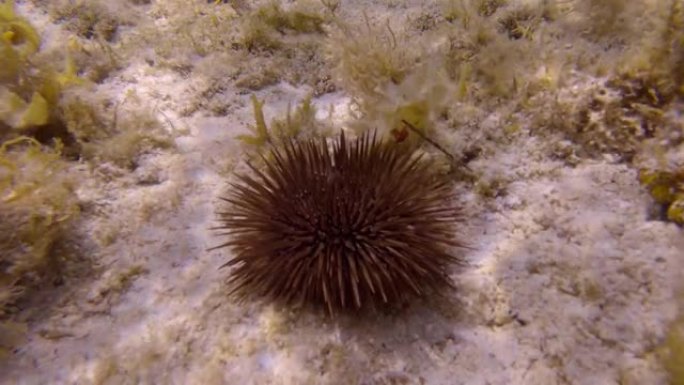 海胆在珊瑚上爬行。穴居顽童或钻岩顽童 (Echinometra mathaei)