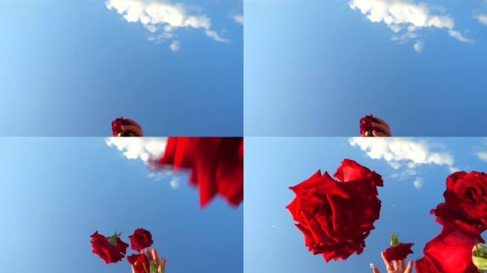 红玫瑰在天空落下的花蕾。慢动作。