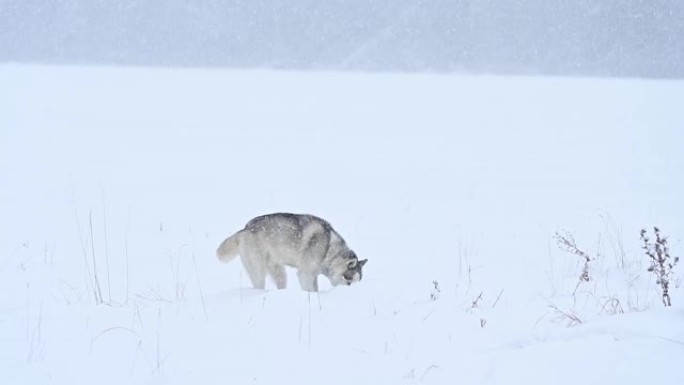 冬季森林和狗散步，森林中的捕食者狗，狼家庭和景观。
