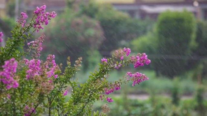 夏雨支2