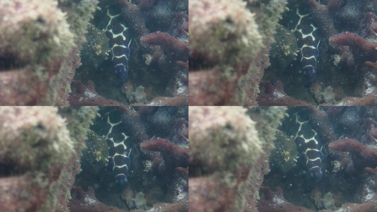 热带珊瑚礁上的海鳗宝宝。马尔代夫天堂岛海滩。视频Close-up.Indonesia，亚洲，太平洋。