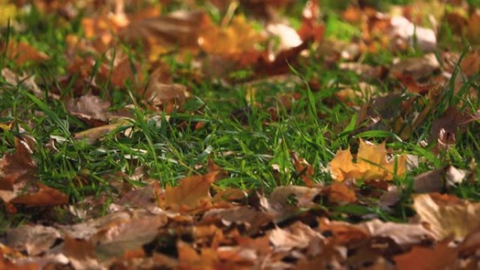 在晴天的秋天公园里，不同深度的绿草和黄色的落叶。自然壁纸，美丽的风景，秋天的背景。慢动作。特写