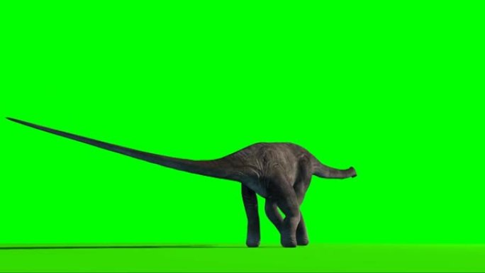 腕龙恐龙在绿色屏幕上寻找
