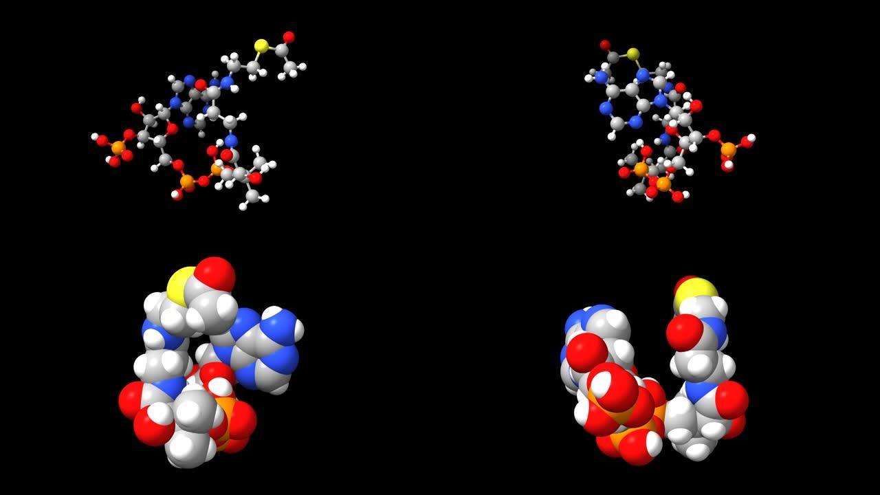 乙酰辅酶a的动画3D球棒和空间模型