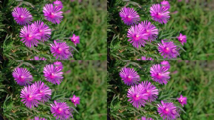 金盏花的紫色花，韩国光果寺