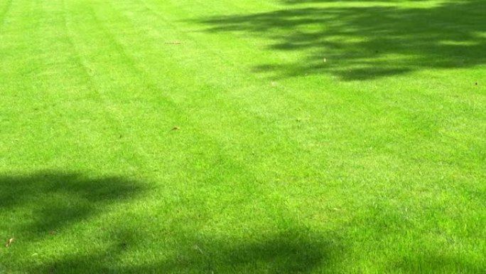 美丽的绿草和阳光穿过树木。