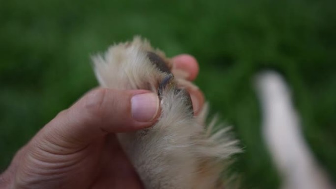 在狗爪的垫子之间检查。