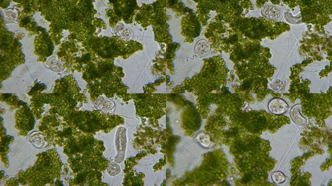 惊人的缩影。地球上所有生命的祖先。藻类和原生动物单细胞微生物。显微镜下的微生物。一滴淡水