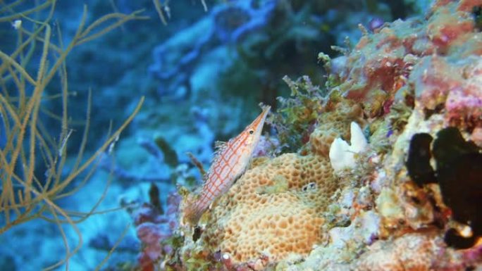 长鼻鹰鱼在马尔代夫的坚硬珊瑚上休息