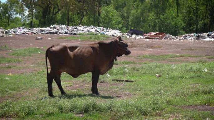 在垃圾填埋场放牧的牛